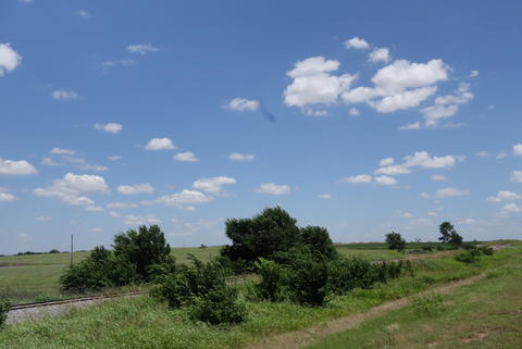 Shrubs in the middle of nowhere. 