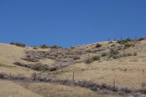 Tumbleweed next to the road