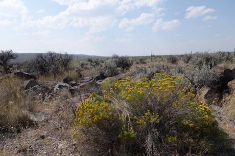 Flowers in the desert.