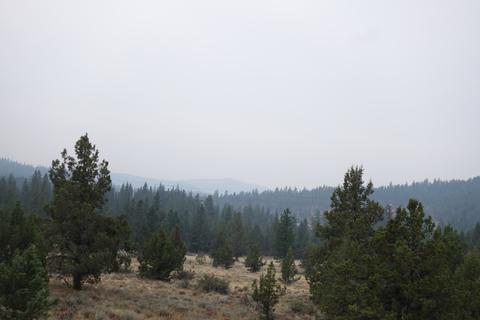 Pine forest and mountains