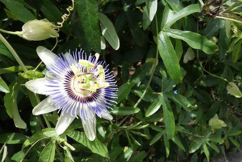 A pretty flower