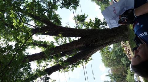 Nap under a tree. 